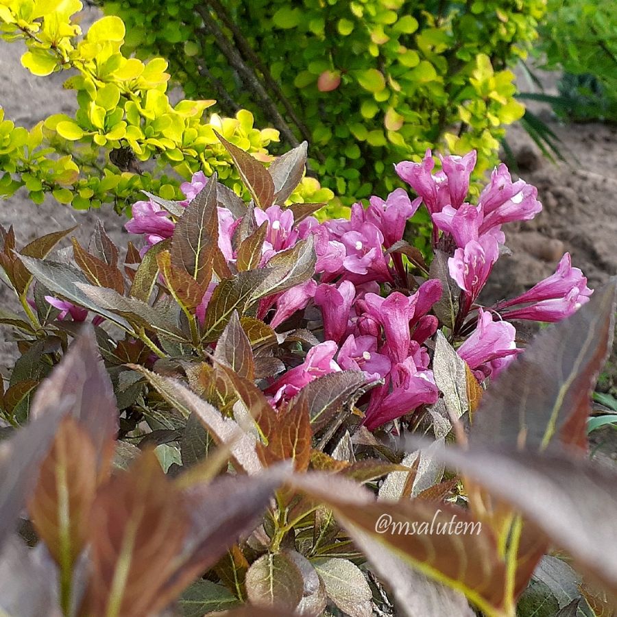 Weigela florida Nana Purpurea  Вейгела Нана Пурпуреа