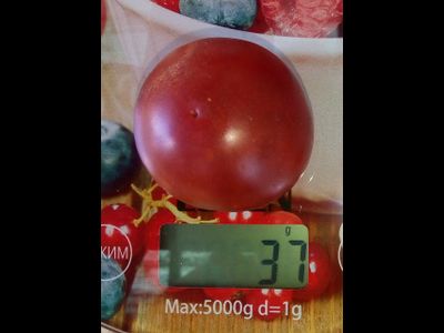 Томат гном Вельвет найт (Бархатная ночь, dwarf Velvet Night)