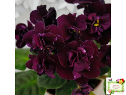 Mac's Black Uhuru (G. McDonald)