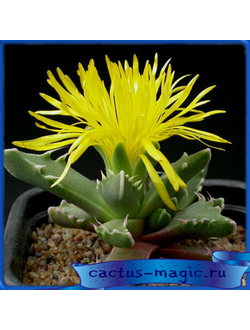 Faucaria cradockensis