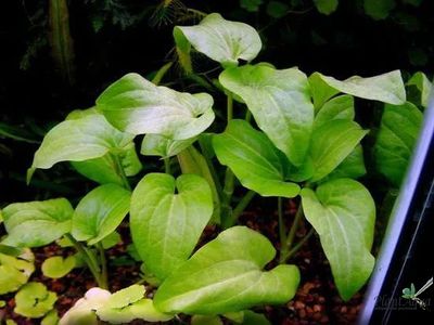 Заурус поникший (ветка)