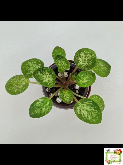 Lilian Sparkler (E.Champion) (мозаичник)