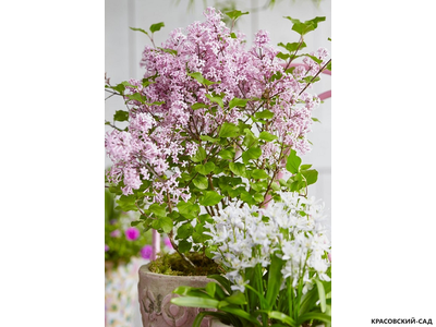 Сирень венгерская