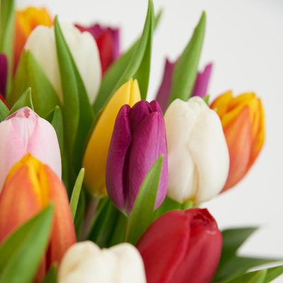 Корзина ярких тюльпанов