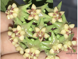 Hoya Amrita