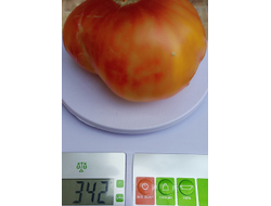 Томат Удивительная благодать (Amazing Grace)