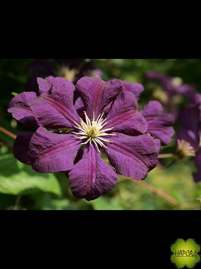 Клематис "Etoile Violette" (Этуаль Виолетт) (3 группа обрезки) саженец 3 года