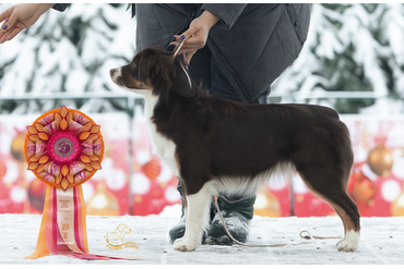 Юта, 8 мес. Дебют на выставках - Лучший щенок выставки среди всех пород.