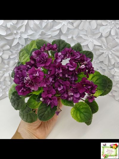 СВ-Город Солнечногорск (О.Емельянова) 2023 г. трейлер