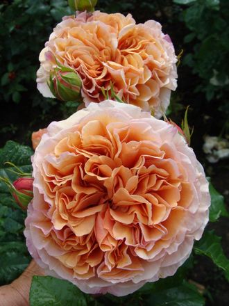 Belle d’Anjou (Бэль де Анжу) шр