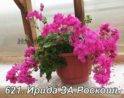 Пеларгония Ирида ЗА Роскошь
