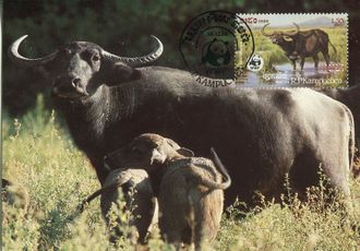 КМ. Кампучия. Буйволы