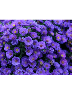 Астра новобельгийская Мармара