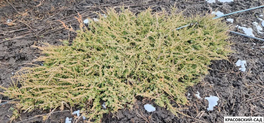 Можжевельник обыкновенный Green Carpet - Грин Карпет - фотография саженцев зимняя - Красовский-Сад.рф