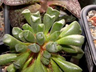 Adromischus alveolatus (3 листа без корней)