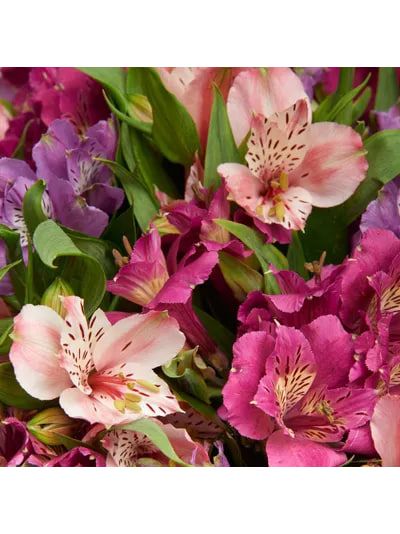 Букет из 15 лиловых альстромерий