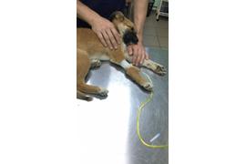 Терапевтический прием