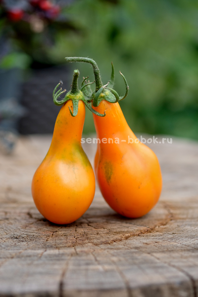 Томат Мила, 10 шт.