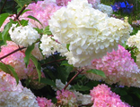 Ванилла Фрейз гортензия метельчатая(Hydrangea paniculata Vanille Fraise