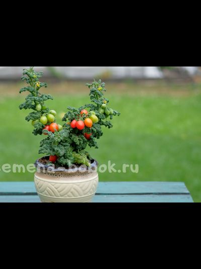 Томат Curly Kaley (Кудрявый Кейли), 7 шт