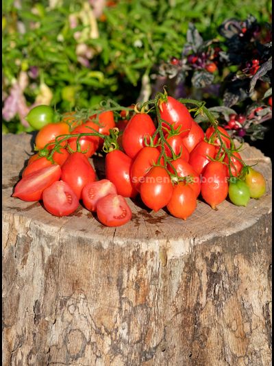 Томат Матрешка, 10 шт