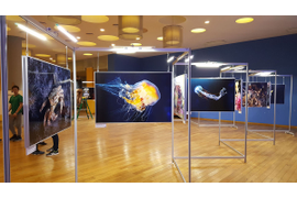 Организация выставки фотографий ТАСС "Подсвеченная жизнь"