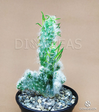 Opuntia Vestita Cristaat