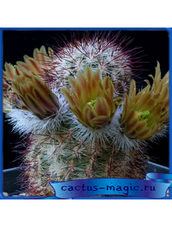 Echinocereus chloranthus v. neocapillus SB 395