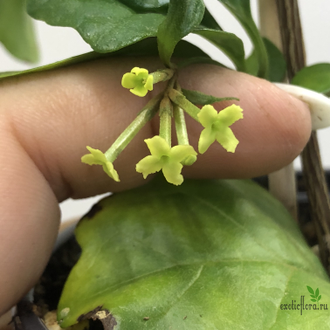 Никодемия дуболистная /  Nicodemia ( Buddleja indica )
