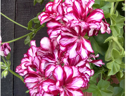 Пеларгония Toscana Nixe