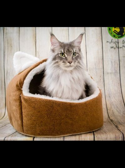 ДОМ “ПУШОК”