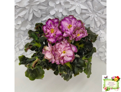 ЛЕ-Пряная Корица (Е. Лебецкая) 2020 г.