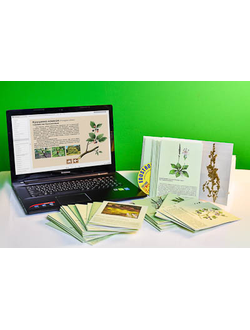 Гербарий натурально-интерактивный "Дикорастущие растения"