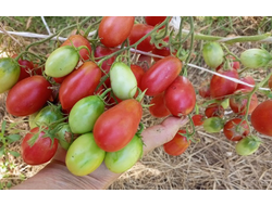 Томат Чио-чио-сан