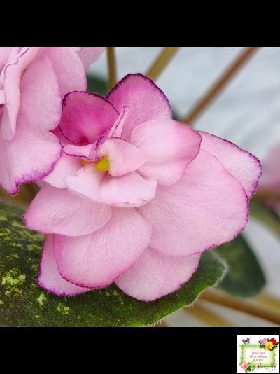 Lilian Sparkler (E.Champion) (мозаичник)