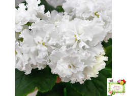 Свадебный Букет (К. Морев)