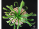 Drosera Capensis Alba