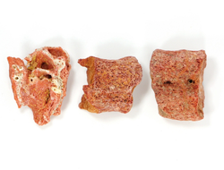 Коралл природный в ассортименте, Индонезия (20-23 мм, 3-4,5 г) №27527