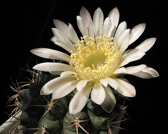 Gymnocalycium delaeti  VG-1350 (D=20мм)