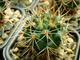 Gymnocalycium neuhuberi GN 89-77 (D=35 mm)