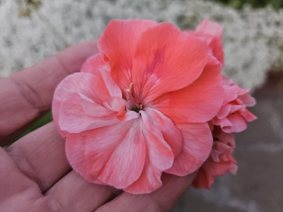 Пеларгония ЛиА-Эйрен