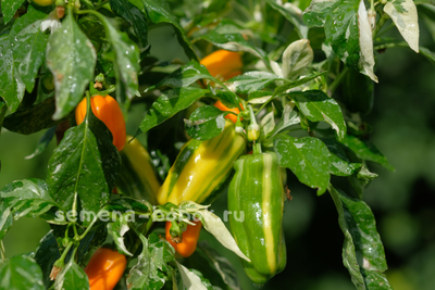 Перец сладкий Кенди Кейн желтый вариегатный (Candy Cane Yellow Variegat), 10 шт.
