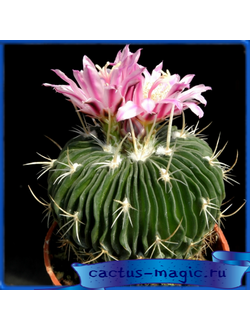 Echinofossulocactus multicostatus