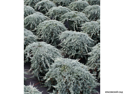 Можжевельник Айс Блю - Icee Blue