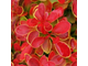 Барбарис Тунберга Коралл (Coral)