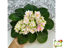 ЕК-Танец Кувшинок (Е. Коршунова) 2021 г. (лист посажен 17.09.25)