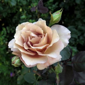 Коко-локо (Koko Loko),  Christian Bédard