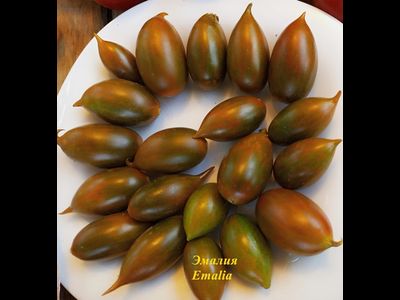 Томат Эмалия (Emalia) Франция