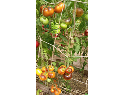 Томат Золотое яблоко