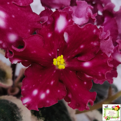 Rivermist Zeeva (J. Baker) (лист посажен 27/01/26)